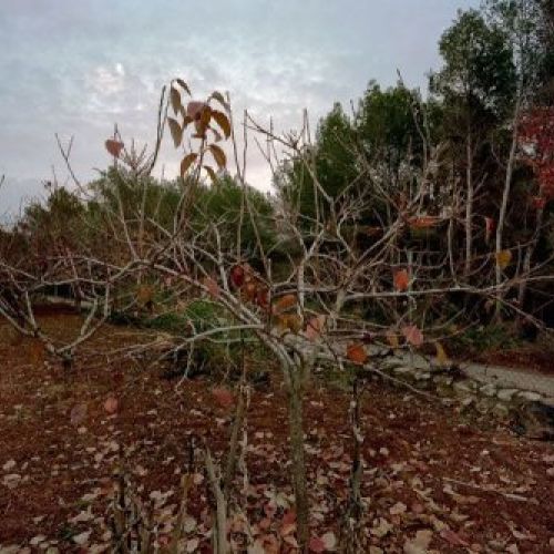 Arbre i Lluna, "Estampa de Comella"