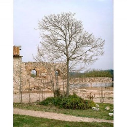 Arbre Platejat, "Tarraco, Mirada actual"